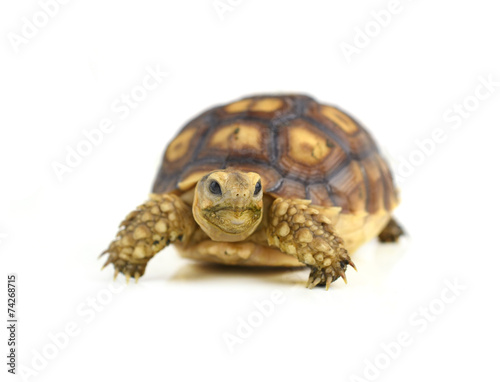 turtle isolated on white background © evegenesis