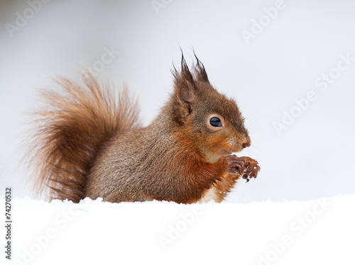 Red squirrel in the snow © giedriius