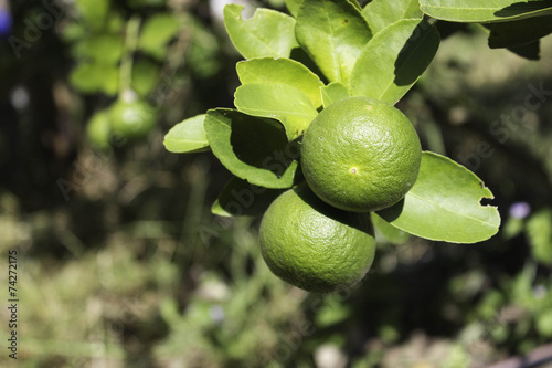 Wallpaper Mural Lemon Fruit Torontodigital.ca