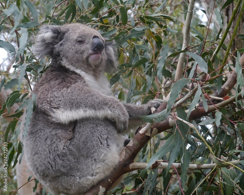 Fototapeta Naklejka Na Ścianę i Meble -  Koala in an Eucalyptus tree in Australia
