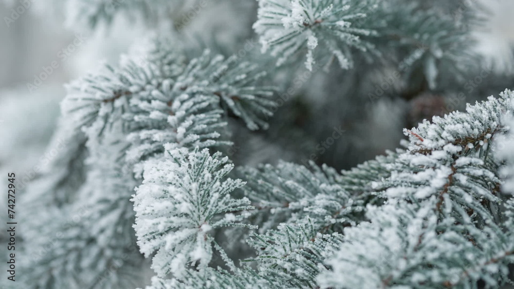 Fir branches covered with hoar frost shoot in RAW, pan movement Fir branches covered with hoar frost shoot in RAW, pan movement