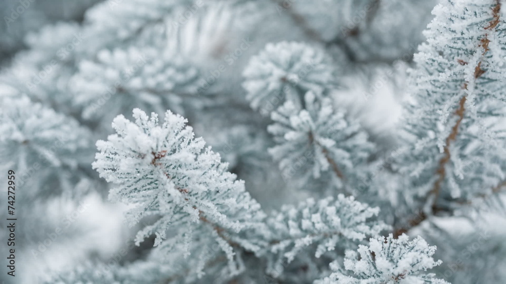 Fir branches covered with hoar frost shoot in RAW, pan movement Fir branches covered with hoar frost shoot in RAW, pan movement