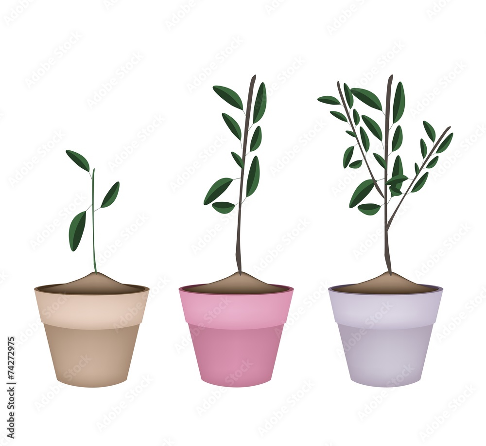 Beautiful Ornamental Trees in Ceramic Flower Pots Beautiful Ornamental Trees in Ceramic Flower Pots