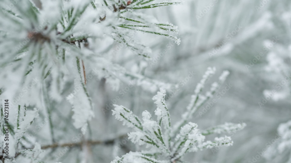 pine branches covered with hoar frost shoot in RAW, pan movement pine branches covered with hoar frost shoot in RAW, pan movement
