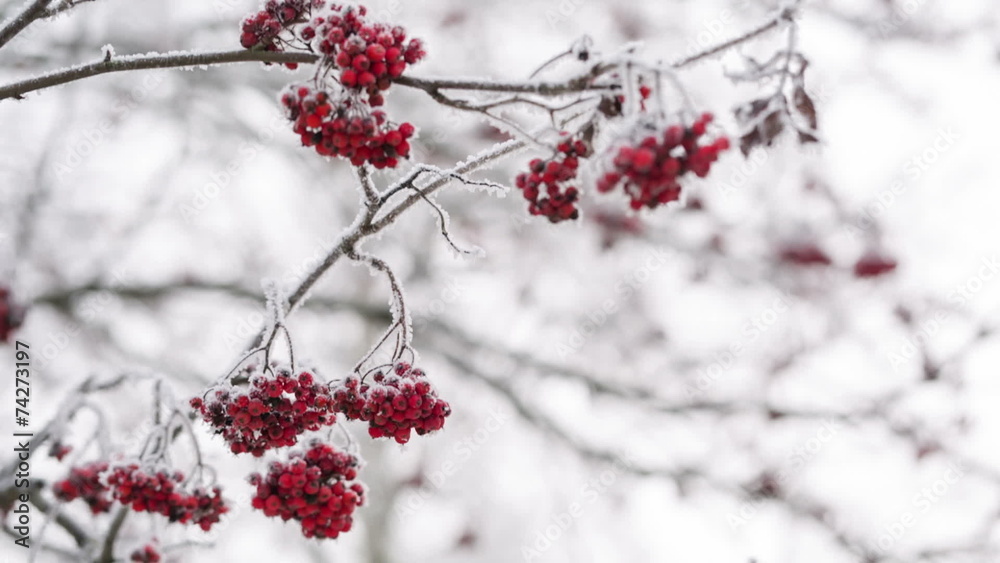 Rowanberries covered with hoarfrost and snow, pan movement shoot Rowanberries covered with hoarfrost and snow, pan movement shoot