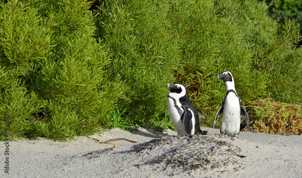 Obraz premium African penguins
