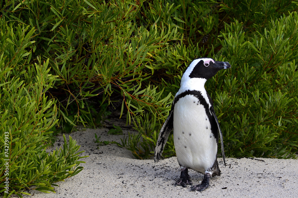 Fototapeta premium African penguins