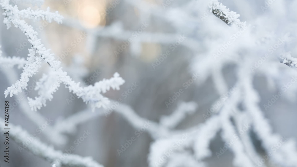 frosted tree branches pan movement, shoot in RAW frosted tree branches pan movement, shoot in RAW