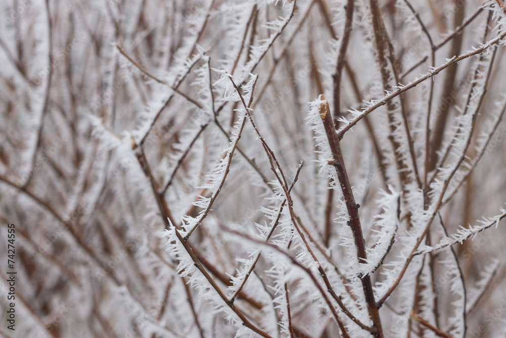 Fototapeta premium frozen leaves