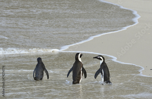 African penguin  at the Beach.