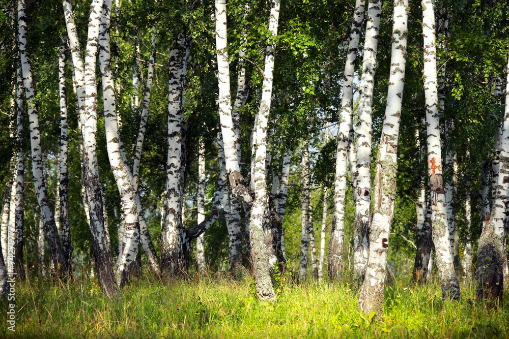Obraz premium birch grove in the Urals