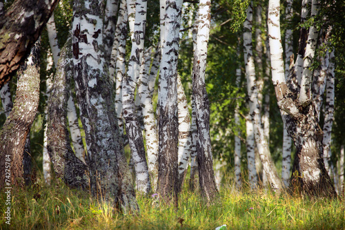 birch grove in the Urals