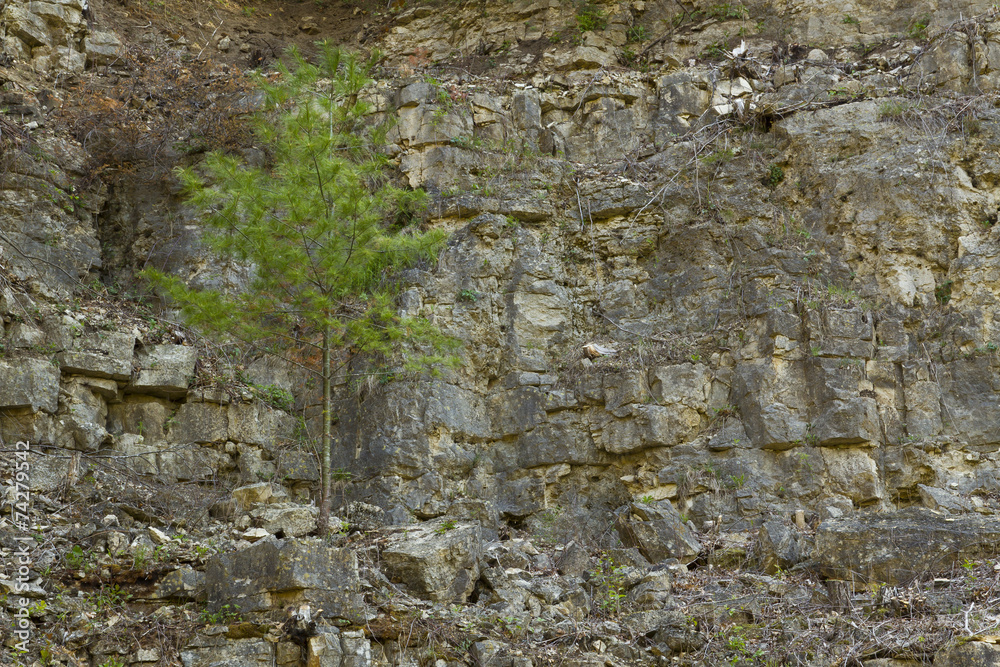Tree In Rock Tree In Rock