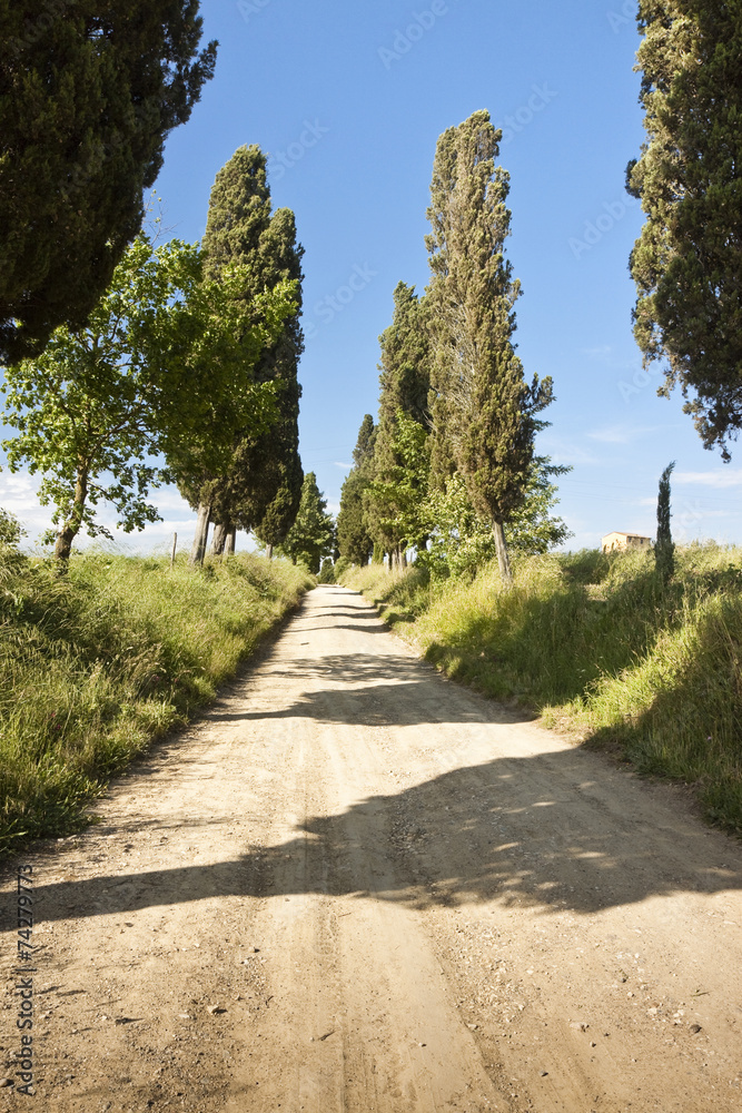 Country Tuscany road with cypresses in the afternoon (Italy)
