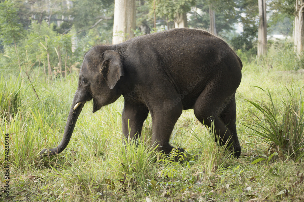 Obraz premium Elephant walking