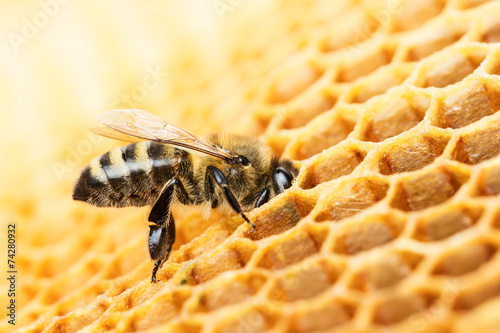 Working bee © gertrudda