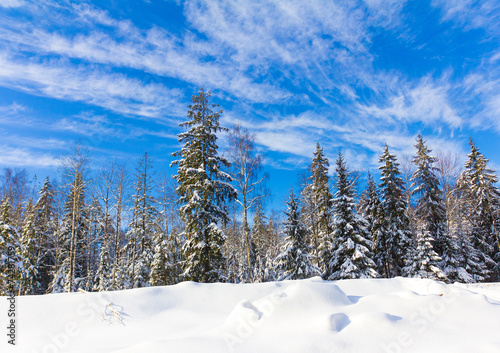 Winter trees in the mountains covered with shiny snow