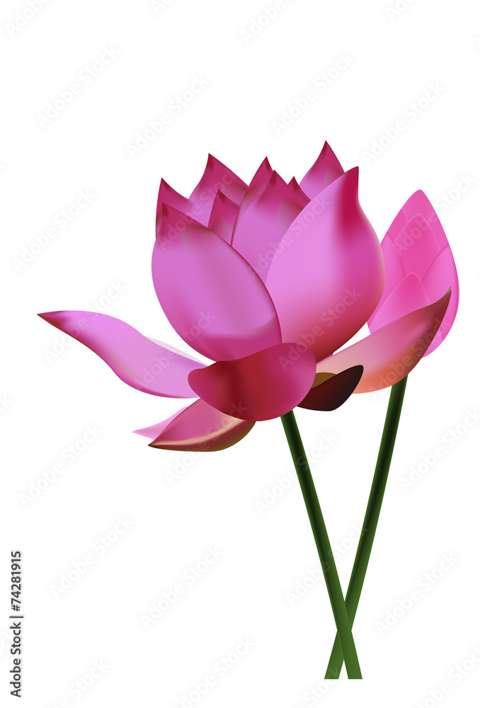 lotus lotus