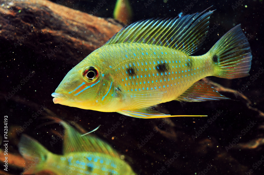 Fototapeta premium Satanoperca acuticeps (Heckel, 1840)