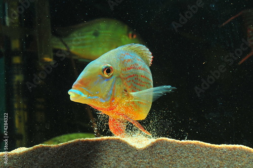 Geophagus altifrons photo