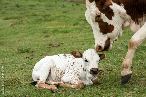 Nguni Cattle cow and calf