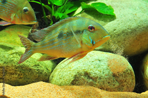 Geophagus dicrozoster L  pez-Fern  ndez   Taphorn  2004