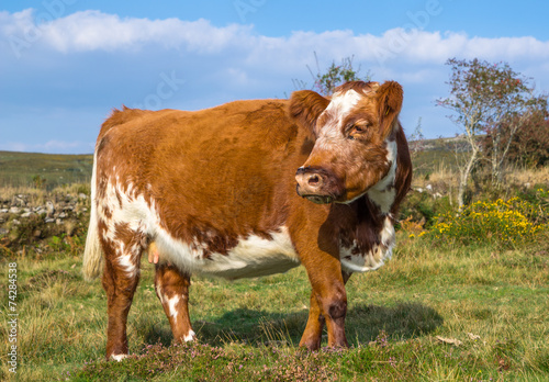 Brown and White Cow © Andy Lidstone
