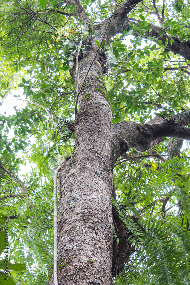 Fototapeta premium Vine and tree in asia forest