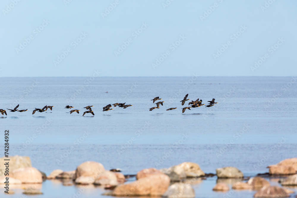 Bird migration with Great Commaran Bird migration with Great Commaran
