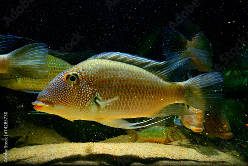 Satanoperca mapiritensis (Fernández Yépez, 1950, 1950) photo