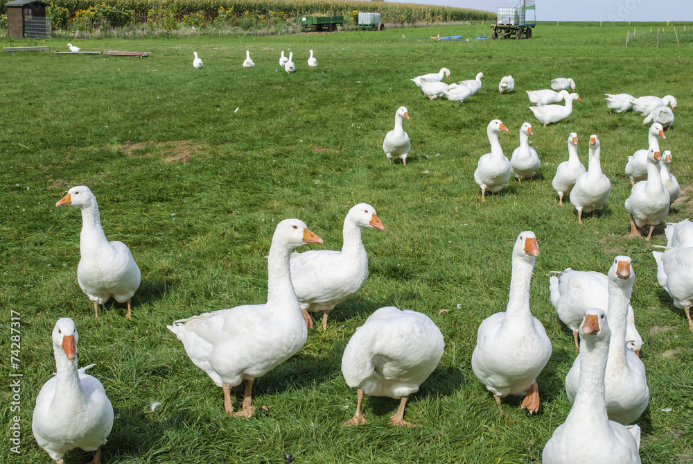 Obraz premium Farm (domestic ducks)