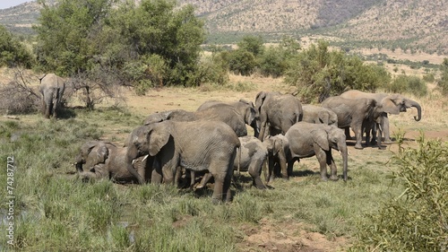 african elephant breeding herd