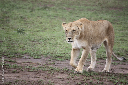 Löwin allein unterwegs - Kenia