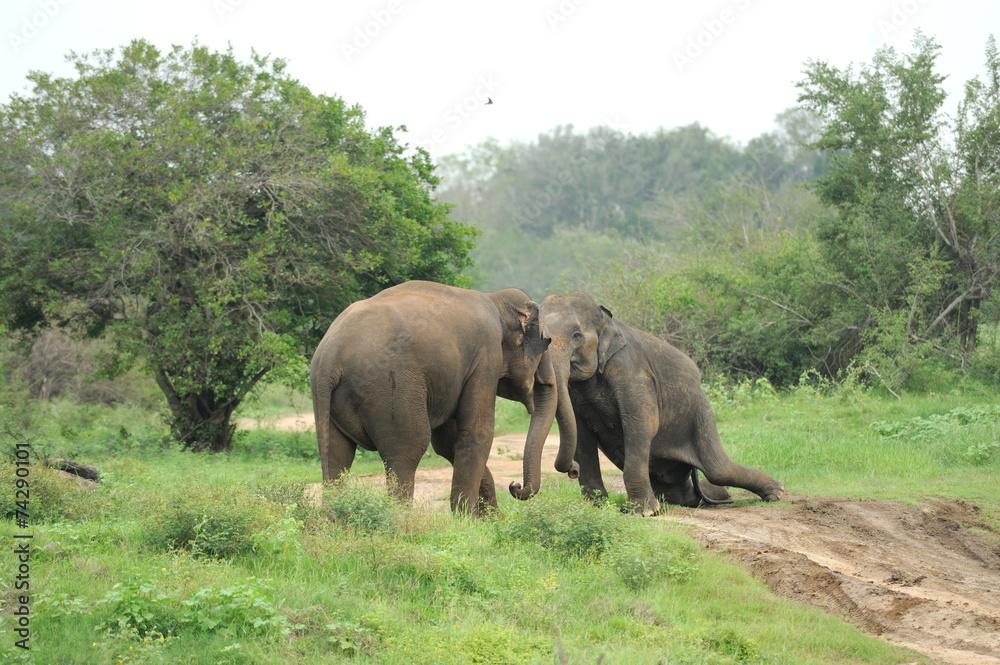 Fototapeta premium Elephants