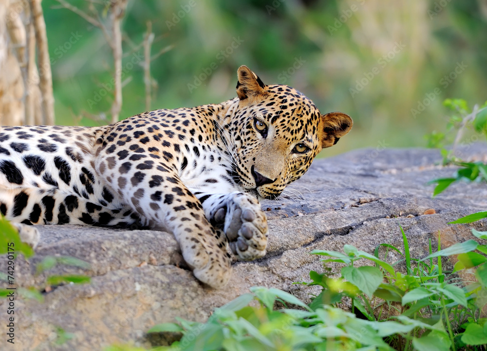 Leopard Leopard