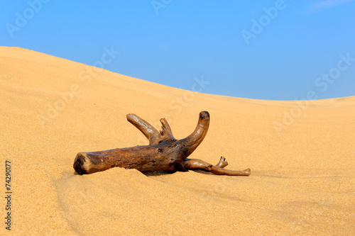 Large branch on a sand