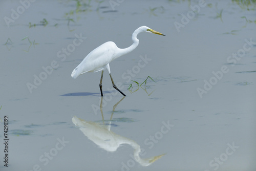 White egret