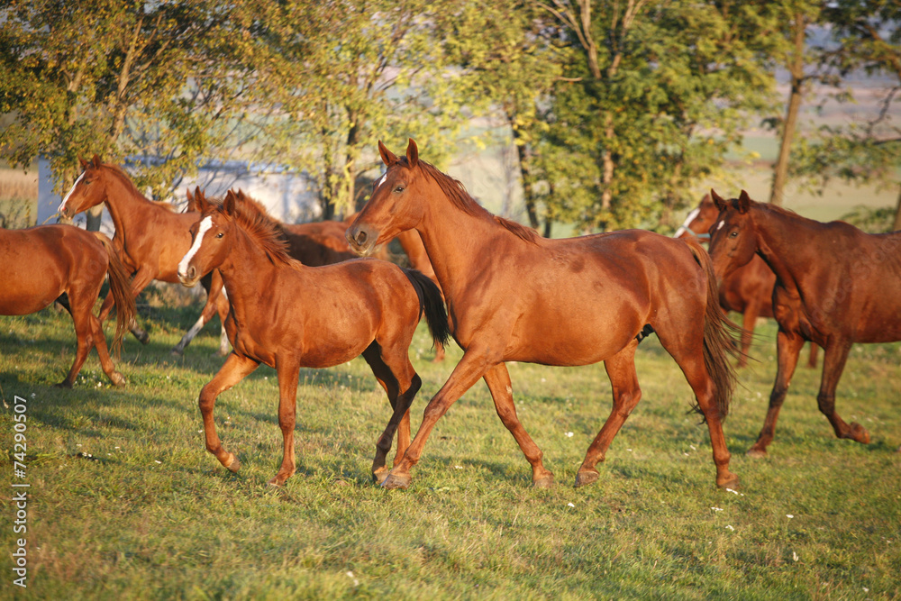 Fototapeta premium .Herd galloping in autumn field when the sun goes down