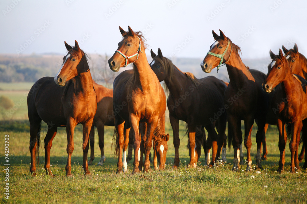 Horses on a summer pasture when the sun goes down Horses on a summer pasture when the sun goes down