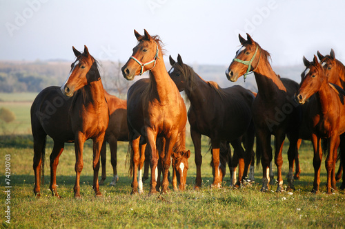 Fototapeta Naklejka Na Ścianę i Meble -  Horses on a summer pasture when the sun goes down
