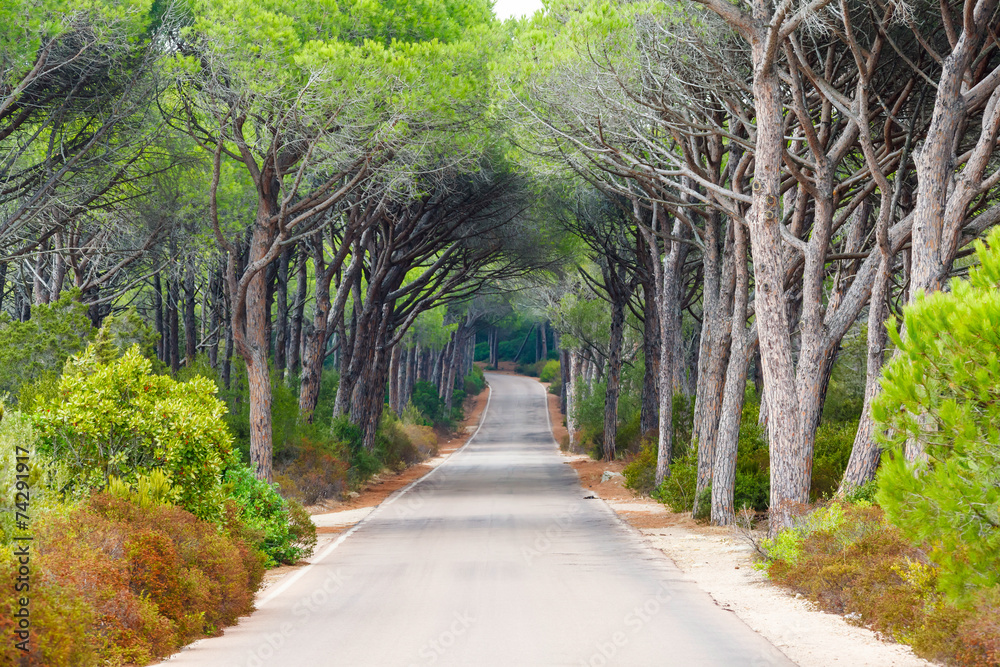 Naklejka premium road through a pine forest