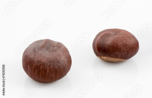 chestnut core isolated on white