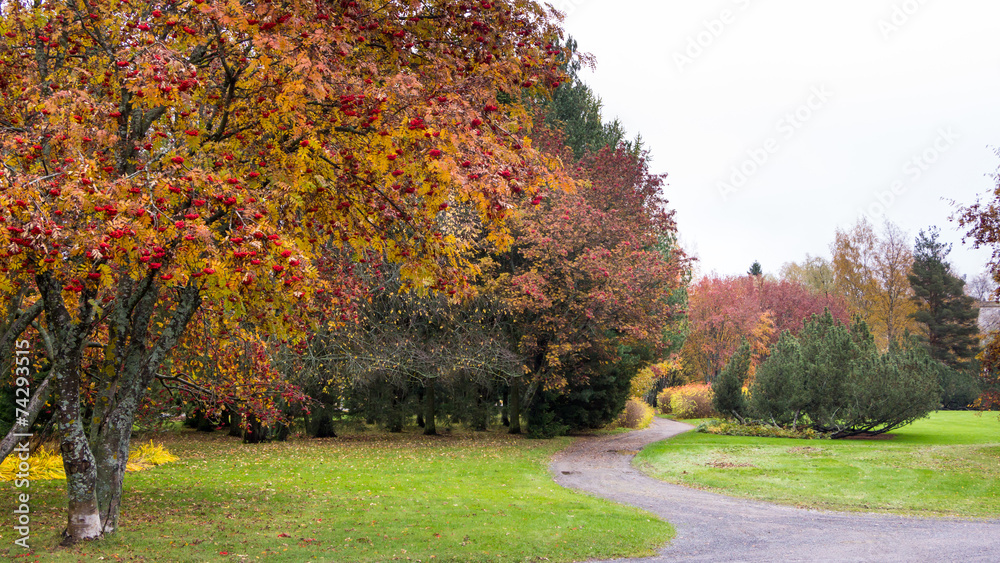 Naklejka premium Path through rowan berry trees