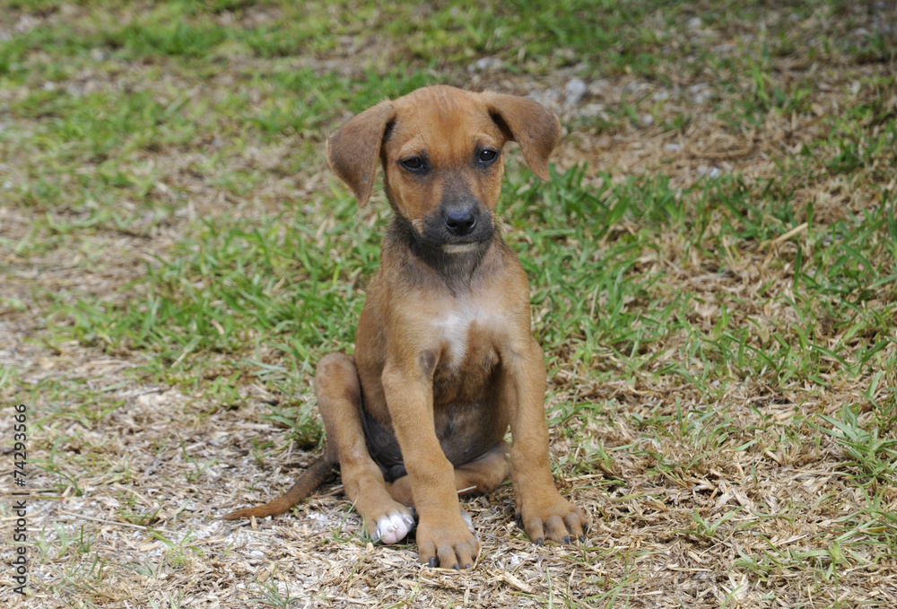 Kleiner Hund Kleiner Hund