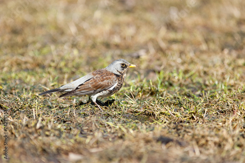 Turdus pilaris, Fieldfare.