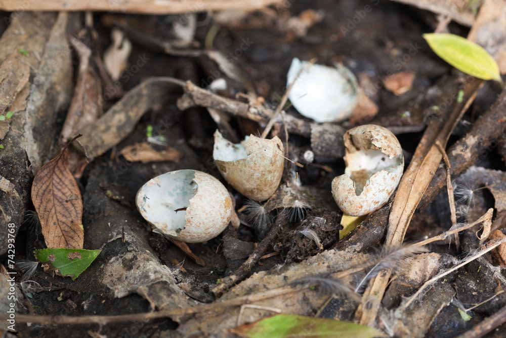 Turdus pilaris, Fieldfare. devastation Turdus pilaris, Fieldfare. devastation