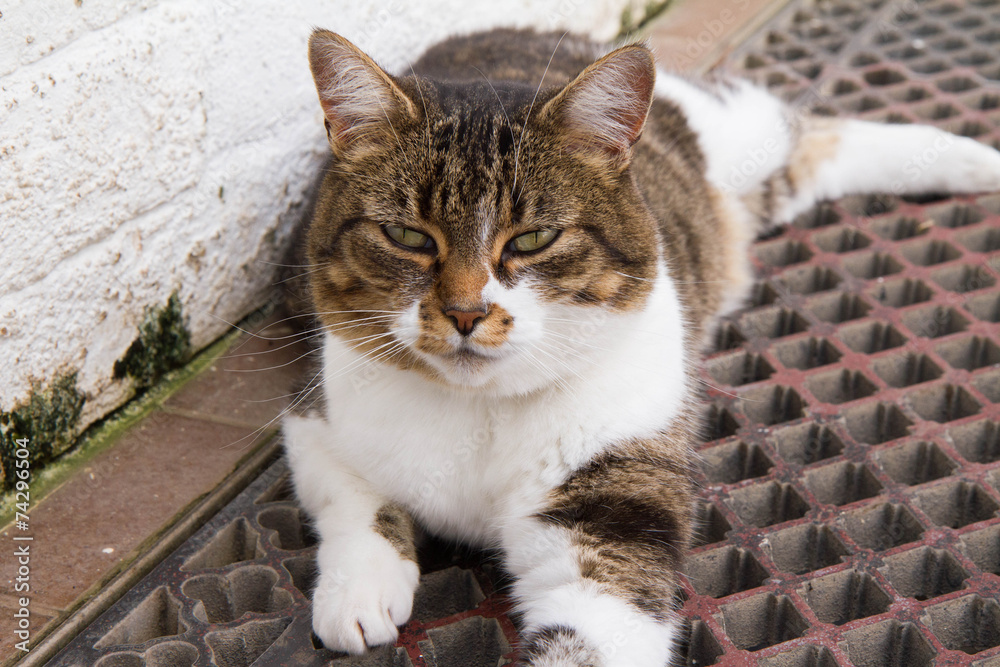 Fototapeta premium Cat with green eyes