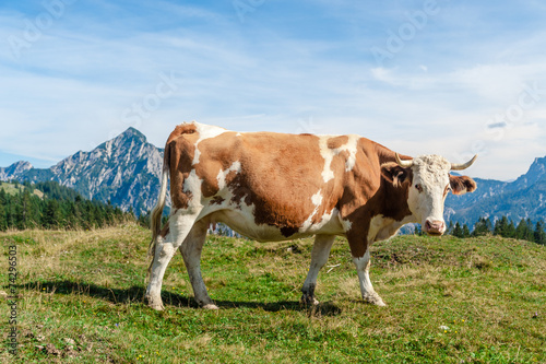 One mottled cow standing in a meadow