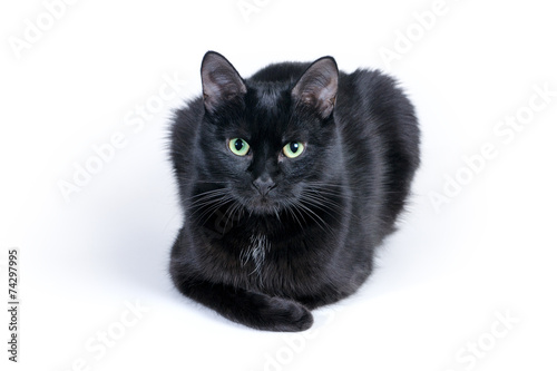Fototapeta Black cat lying on a white background, looking at camera