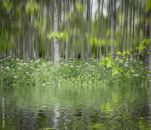 green grove reflected on water